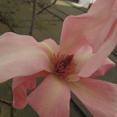magnolia x blushing belle magnolia